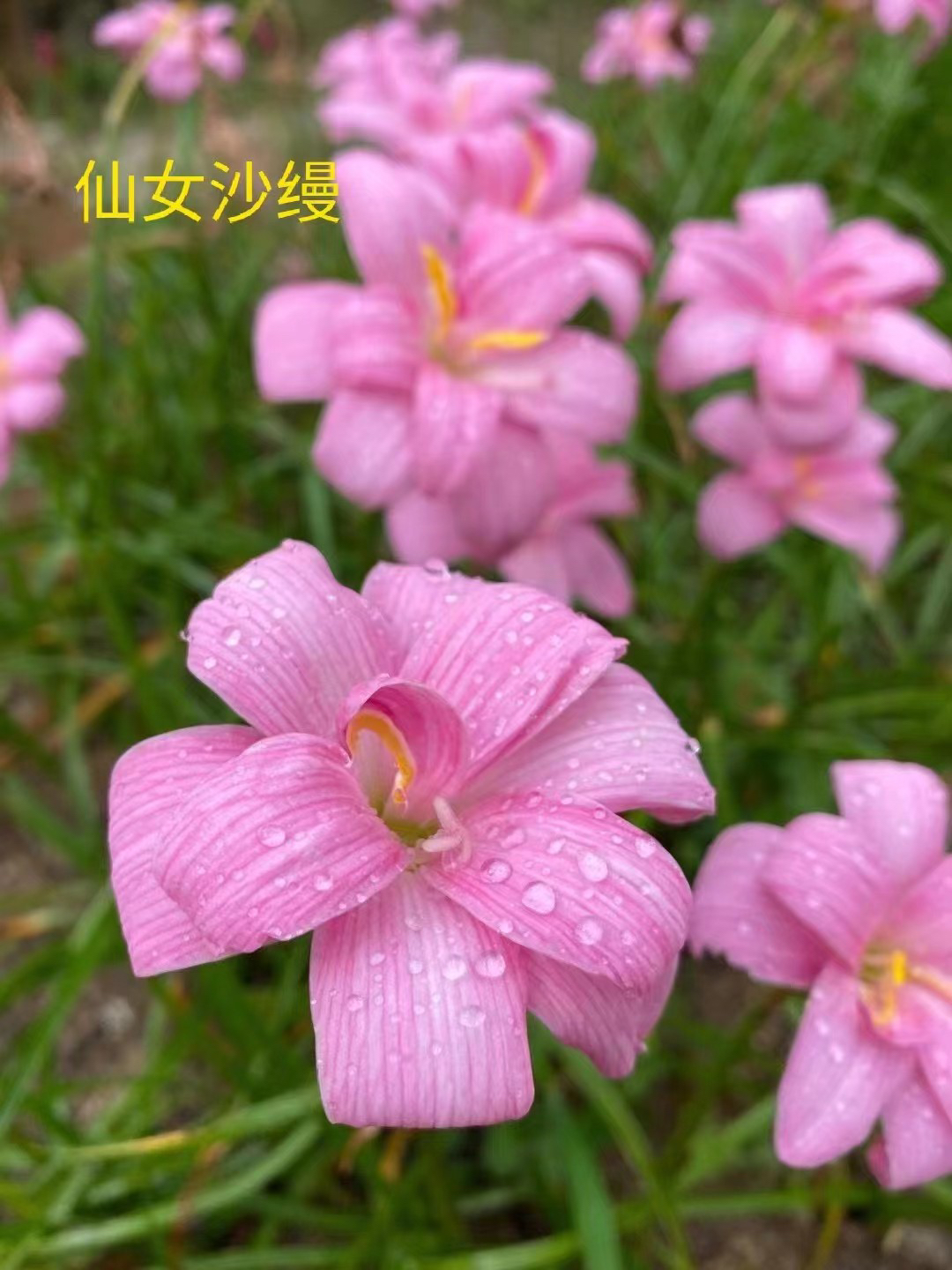 风雨兰 仙女纱缦3颗 开花规格韭兰 水仙花 自家繁殖包对版