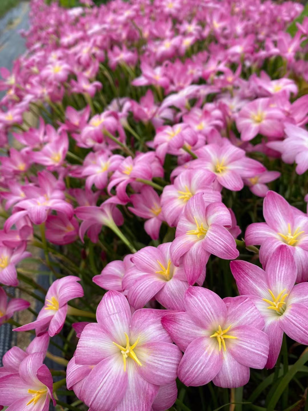 风雨兰 桃夭 50颗1.6cm左右的特价