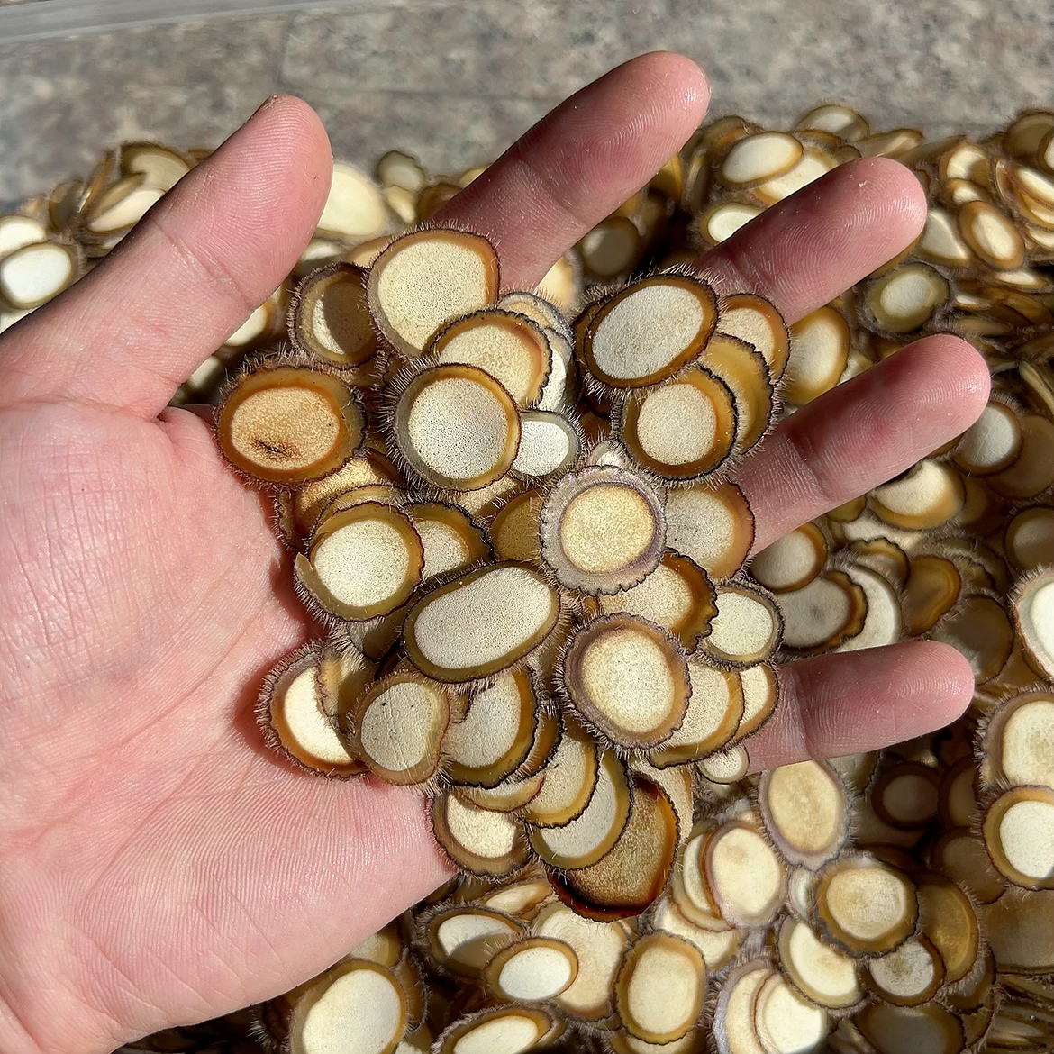 半蜡片 煲汤炖菜泡酒