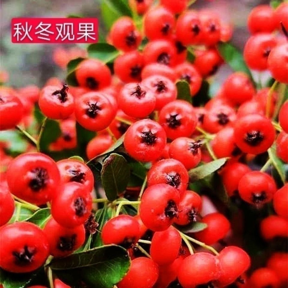 精品火棘果盆景素材羊奶果枸骨树室内山楂树老桩荀子树火棘盆景