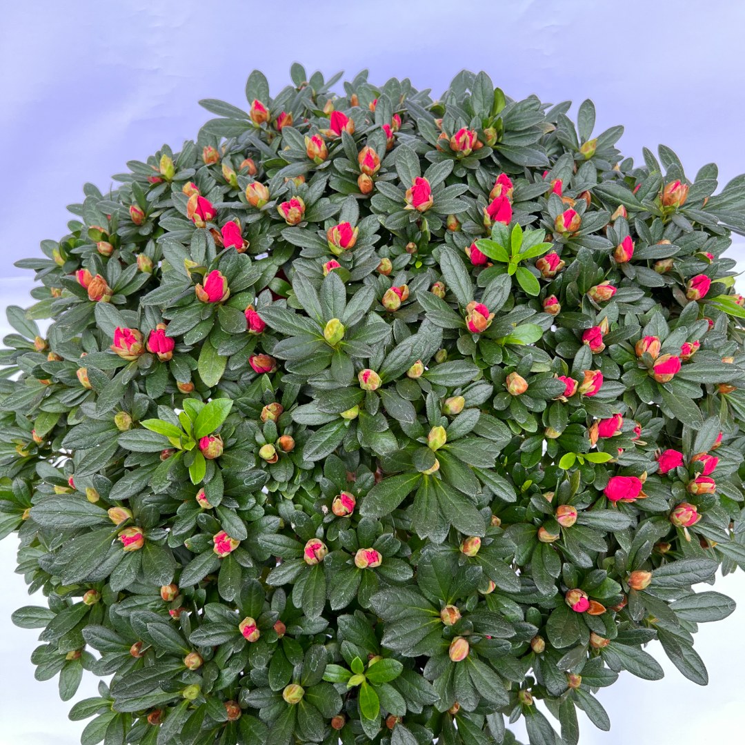 大冠幅精品红色杜鹃花办公室盆栽花卉绿植易活带花苞开花顺丰包邮