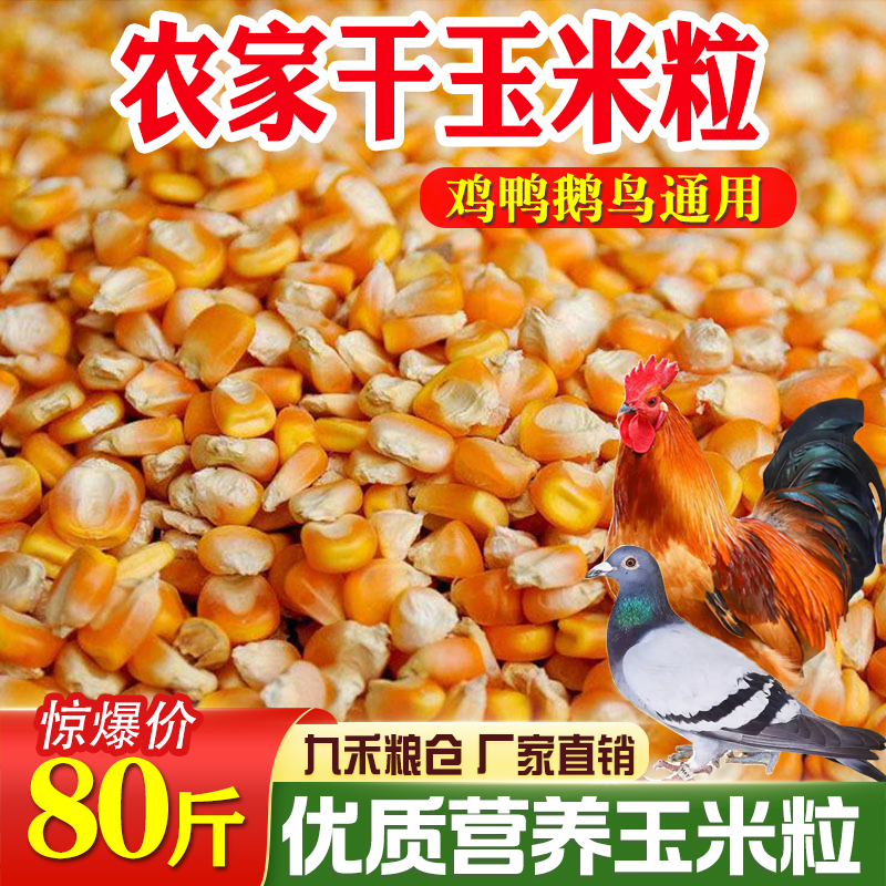 东北大玉米粒100斤喂鸡鸭鹅鸽子粮食饲料干玉米粒20斤打窝包邮