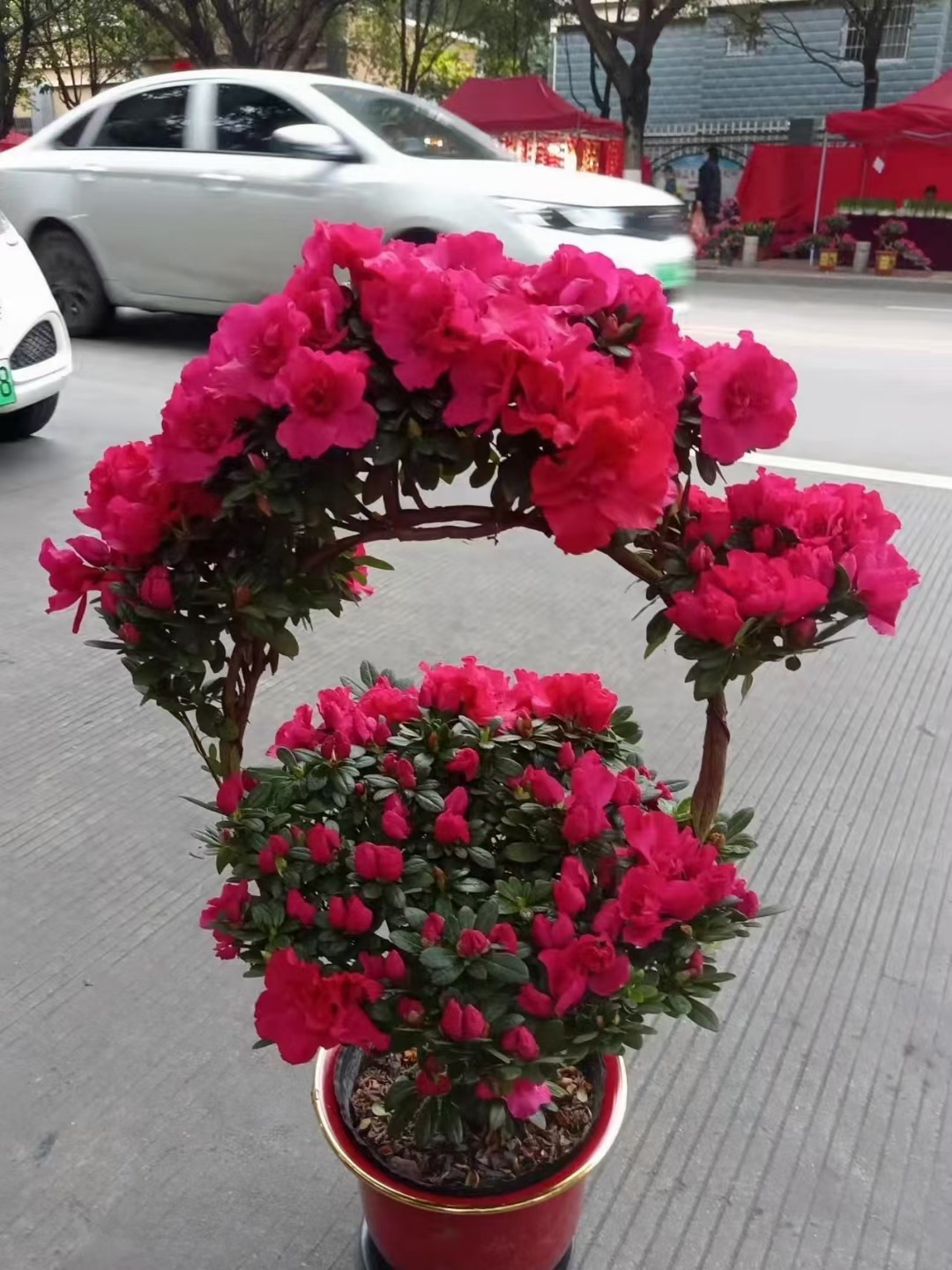 小颗花篮造型杜鹃花红色杨梅红单科独杆原生苗 带花苞