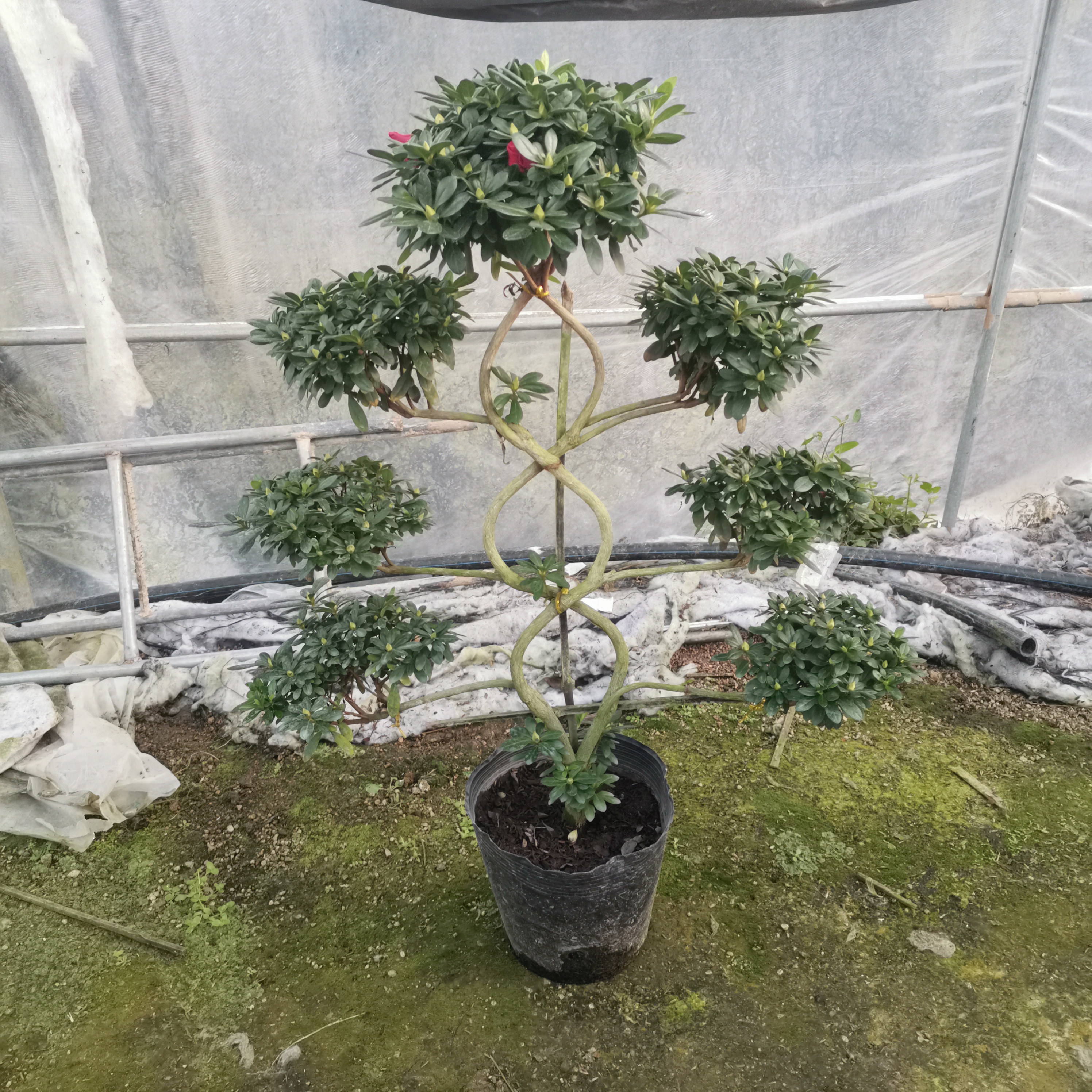 七层双龙戏珠造型多层次树形 无花苞