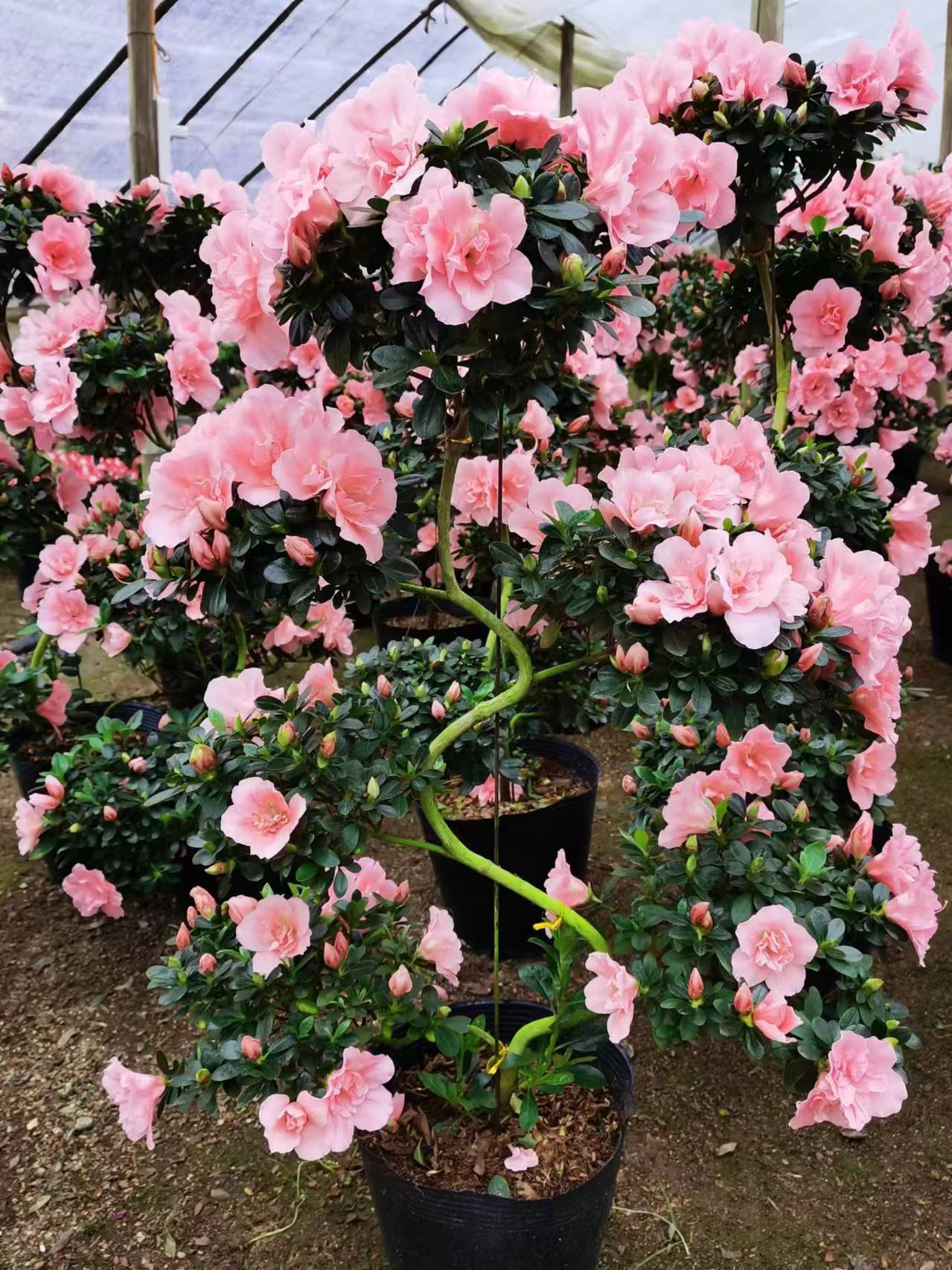 小桃红六层游龙造型粉色重瓣 无花苞