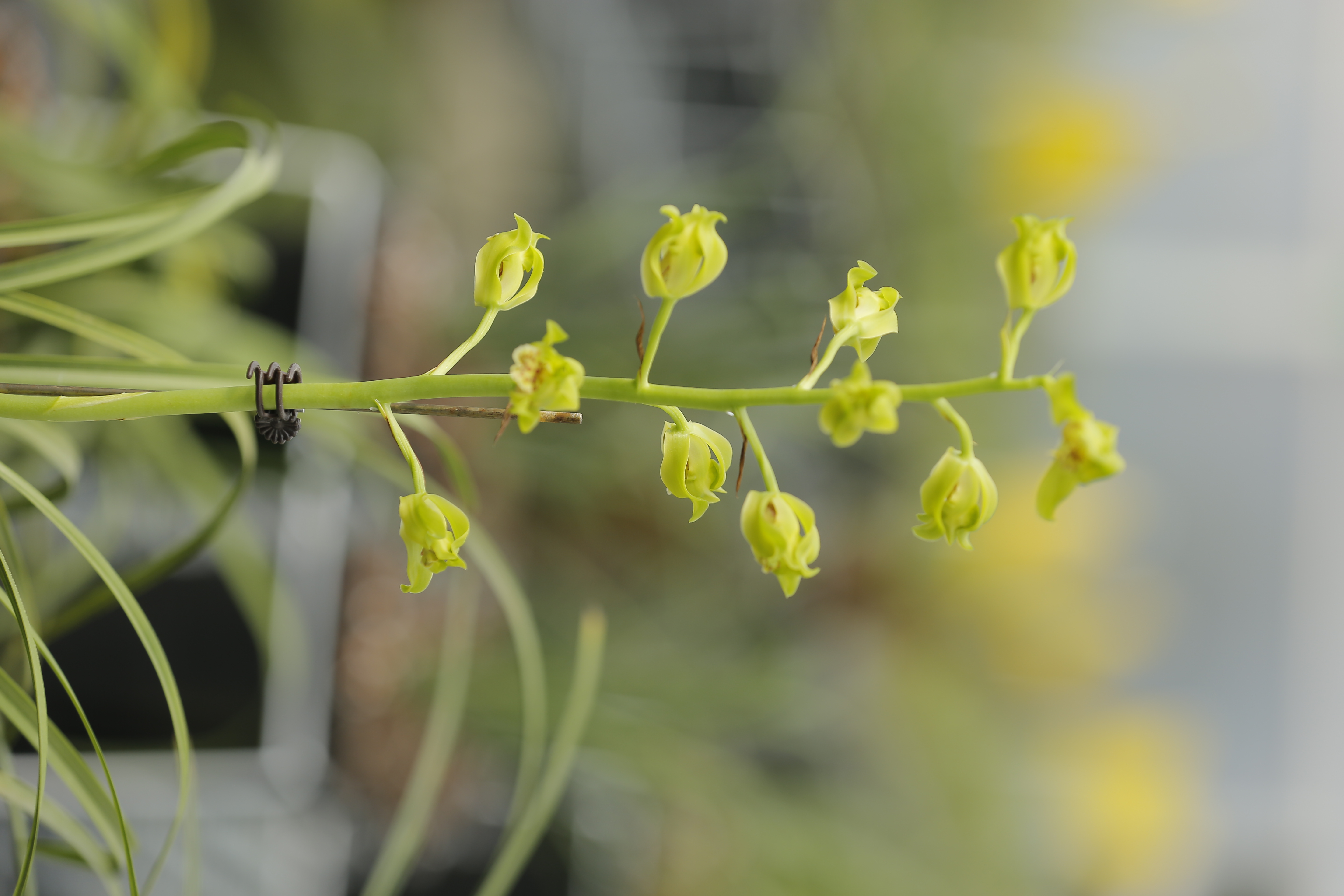 表姐兰花种植园邮费单号外场惠兰