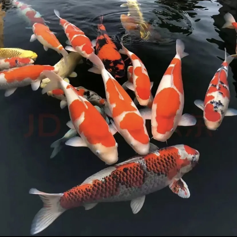 四色混搭观赏鱼锦鲤自家产二代大日超级怪兽