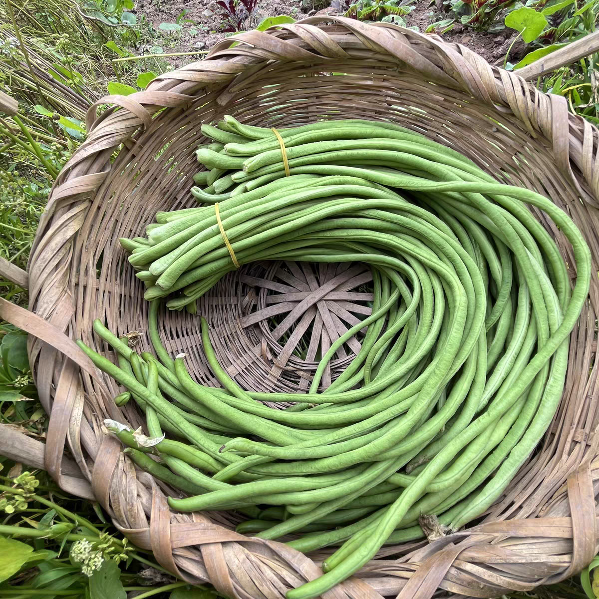 大连溯源线豆豇豆净重1.8斤京东送货上门