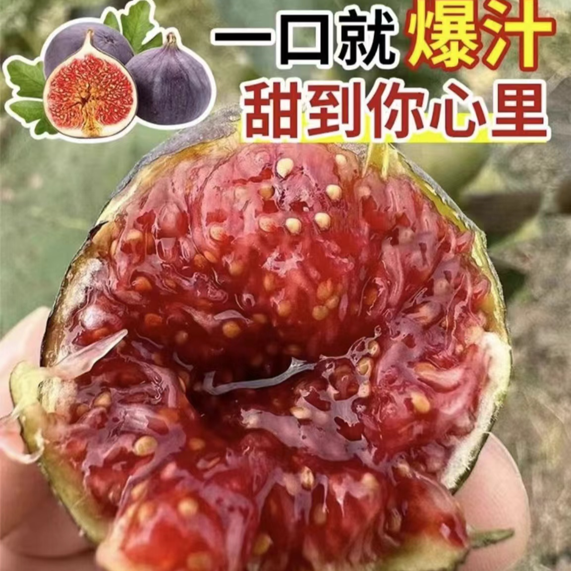 无花果四季盆景花卉绿植盆栽地栽