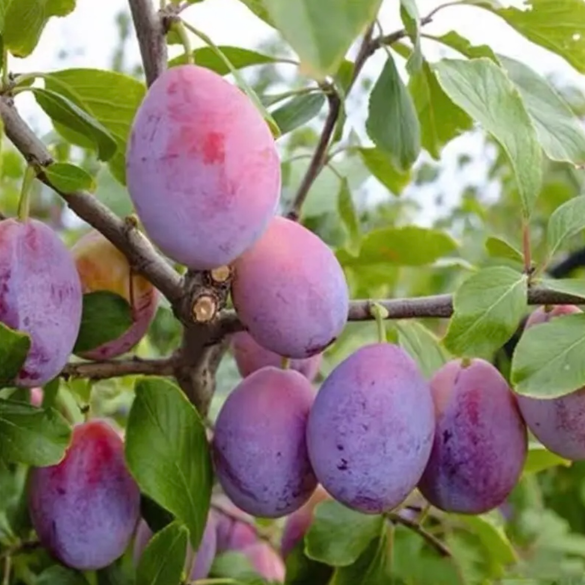 西梅树苗嫁接果树苗 盆栽地栽 南北方种植