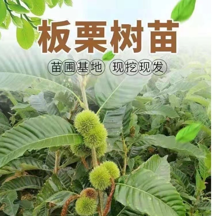 嫁接大红袍板栗树苗特大南北方盆栽地栽阳台庭院抗高温耐严寒