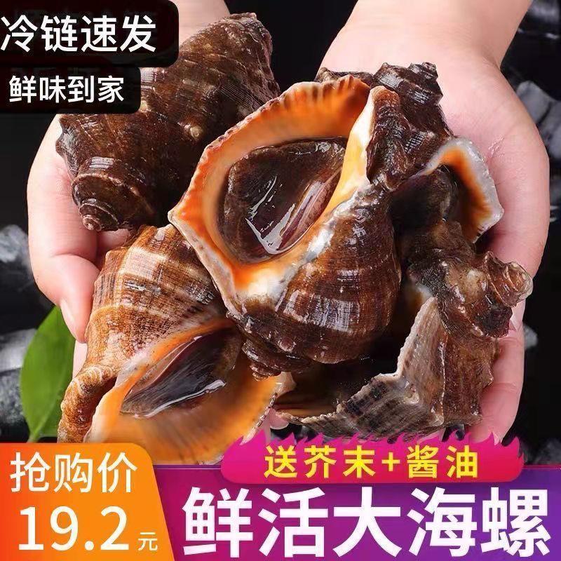 海螺鲜活特大野生小中特大贝壳海螺水产贝类海鲜水产批发田螺类
