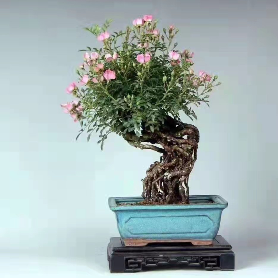 恒杨盆栽各种品种树木盆栽盆景绿植各种品种树木盆栽盆景绿植
