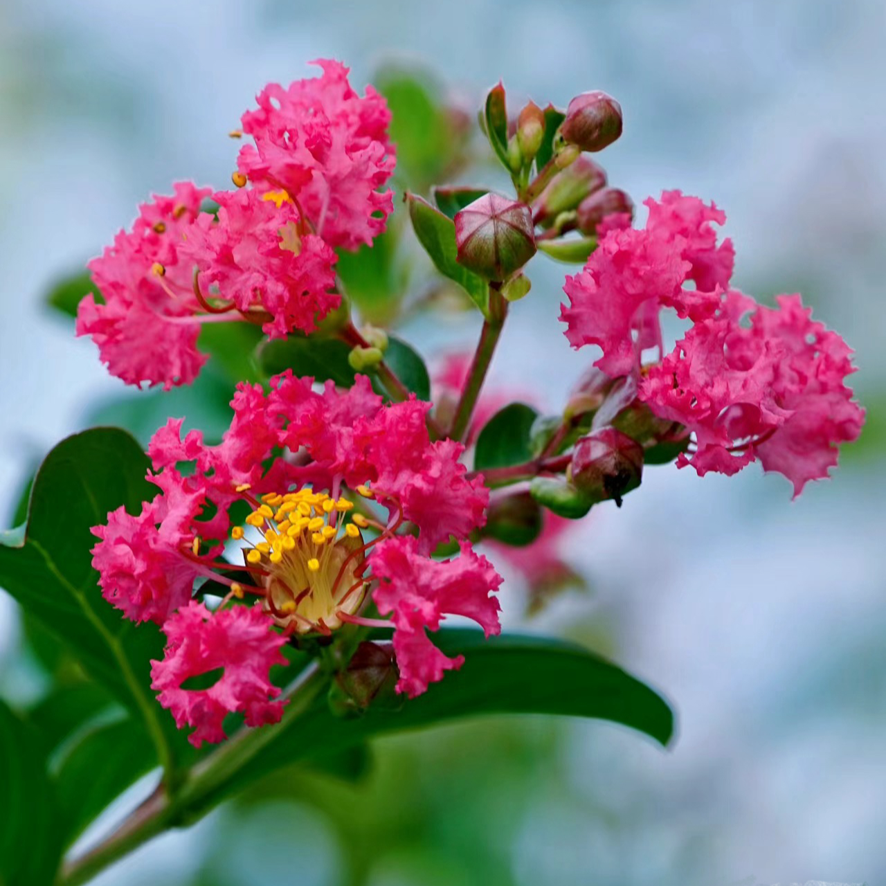 实物紫薇花造型盆景盆栽百日红耐寒耐热造型