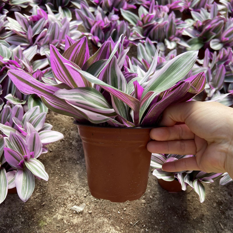 紫粉油画婚礼吊兰盆栽花卉阳台客厅桌面好养绿植净化空气观叶水培