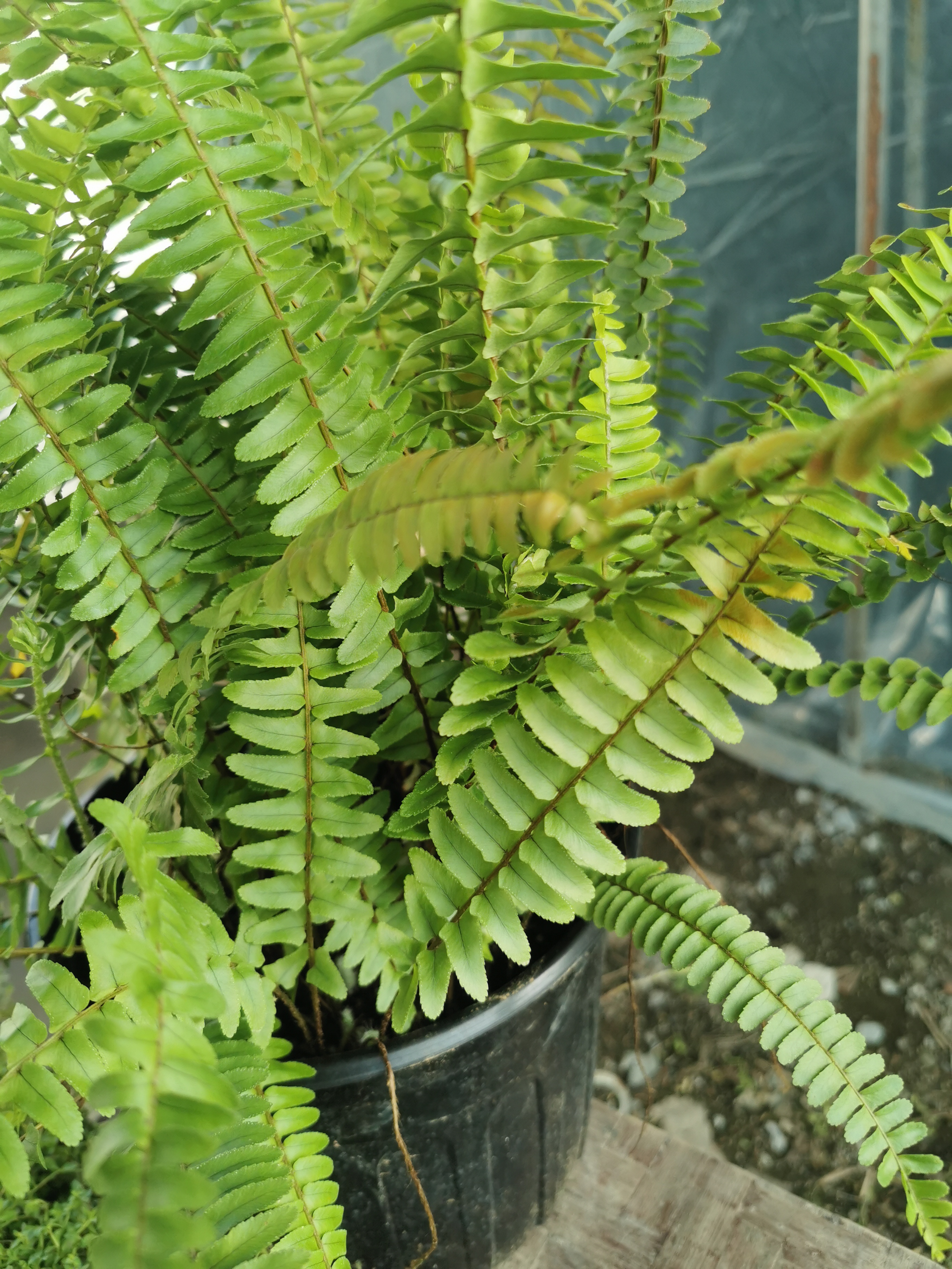 肾蕨盆栽耐寒耐热蕨类植物四季常青彩虹蕨净化空气办公室绿植