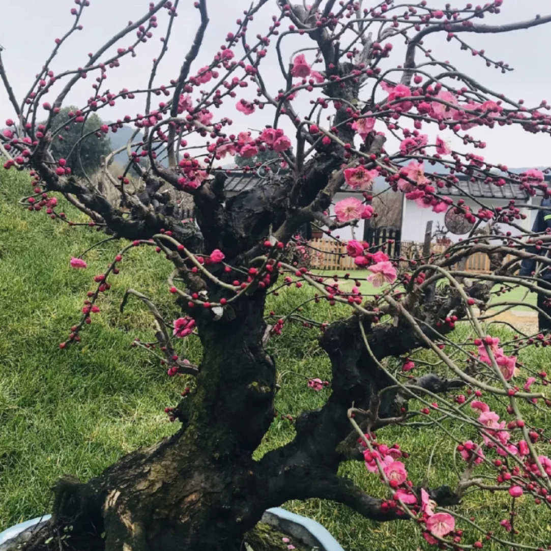 梅花海棠盆栽盆景耐寒耐晒梅花盆栽