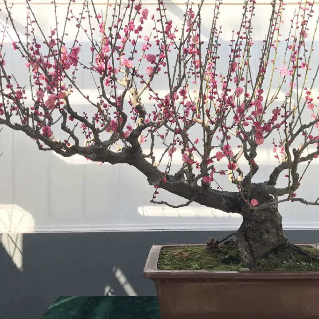 梅花海棠盆景花卉绿植室内外盆栽梅花盆栽