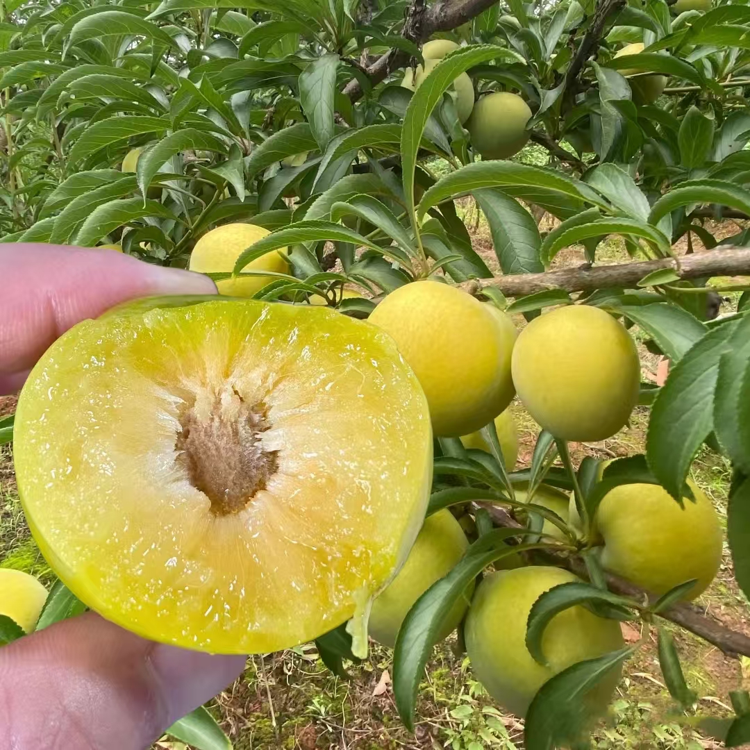 锦溪源四川正宗蜂糖嫁接果树苗庭院批发阳台种植脱骨李地栽盆栽
