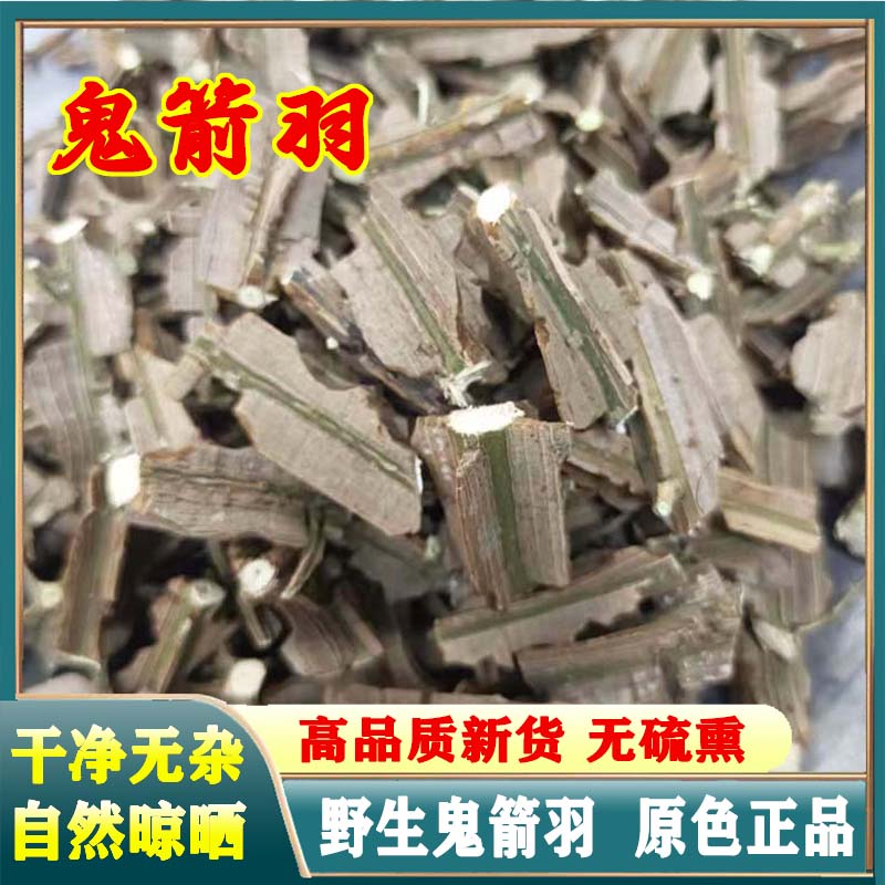 鬼箭羽新货鬼见羽克带枝鬼箭羽卫矛鬼剑羽磨