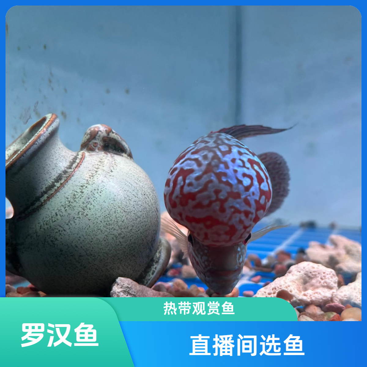 泰国进口罗汉鱼珍珠鸿运马骝泰金小压成金花火凤古典红马幻彩彩虹