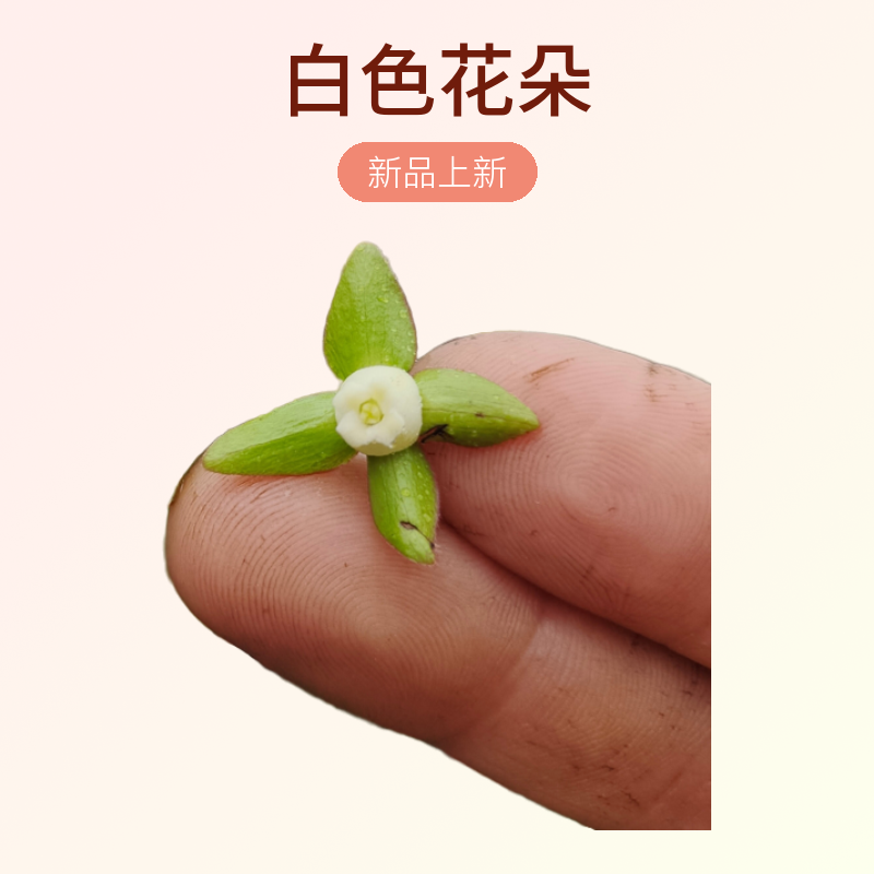 金弹子直播一物一拍付米连接，请勿自行下单，自行下单不发货