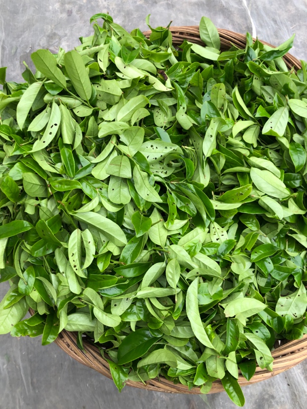 凤凰单丛茶凤溪字茅野生老枞鸭屎香传统碳焙