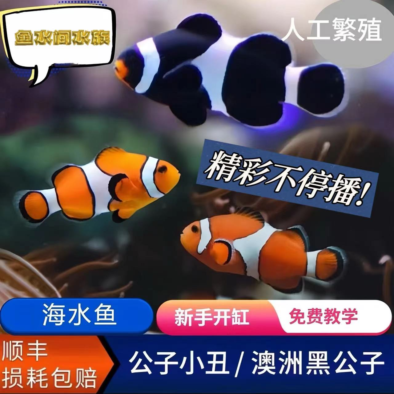 人工繁殖海水鱼黑边公子澳黑毕加索白金小丑鱼