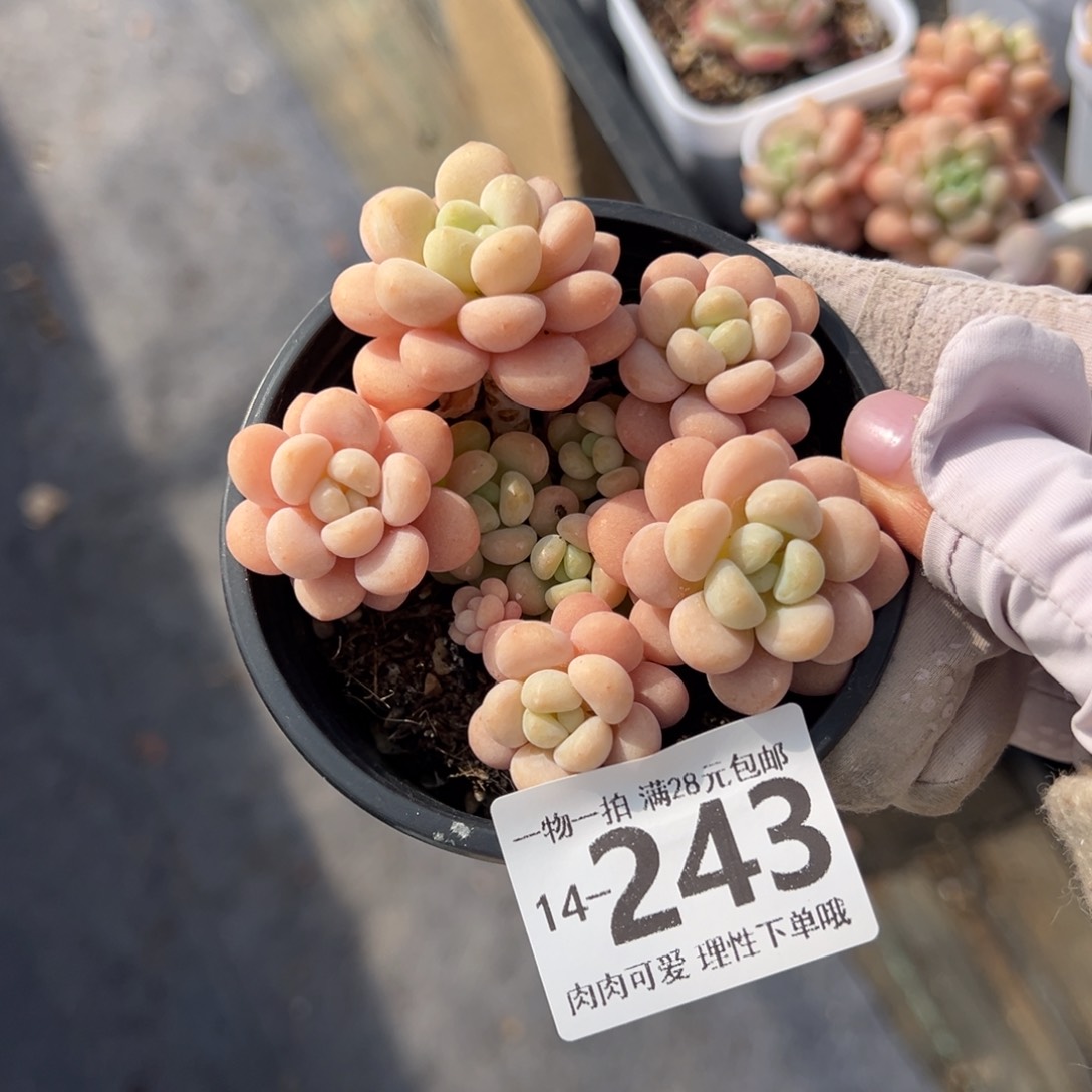 洛可可多肉多肉多肉多肉