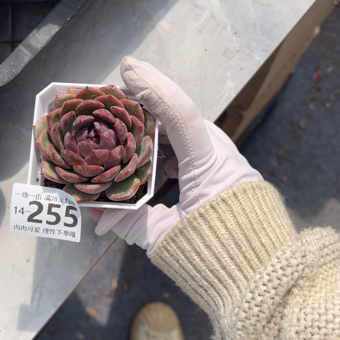 蓝莓多肉多肉多肉多肉