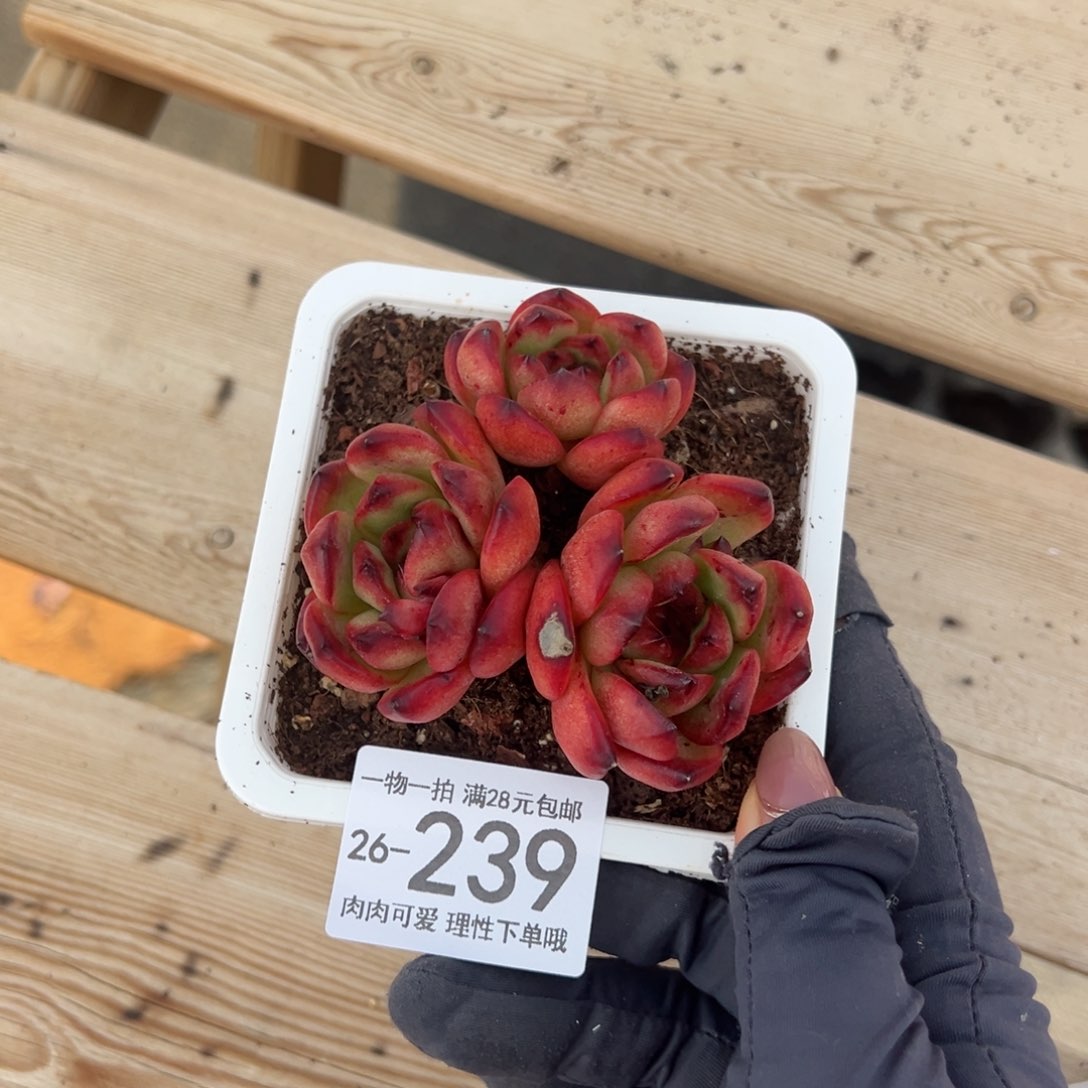 【闪购商品】TM多肉