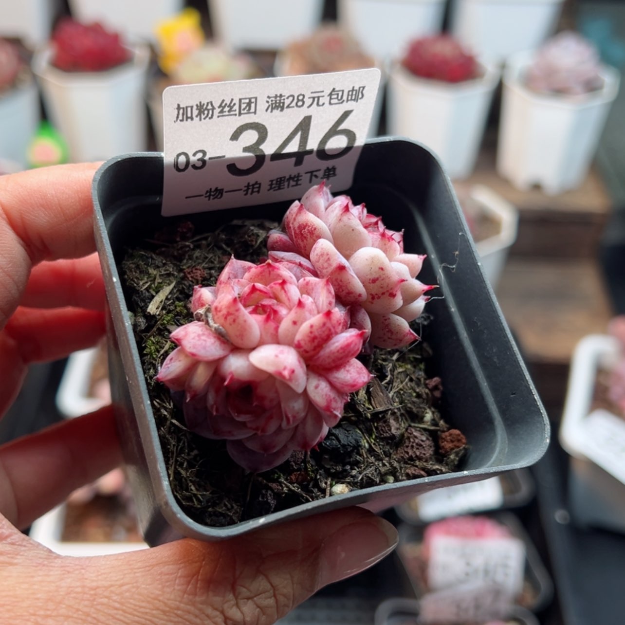 【闪购商品】姝**尔天鹅绒
