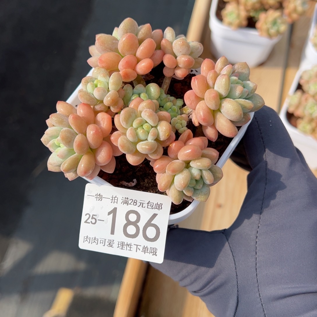 【闪购商品】洛可可