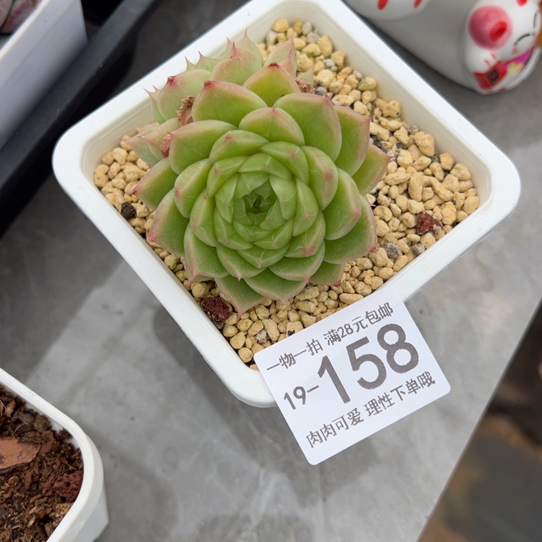 【闪购商品】麦秆多肉多肉植物