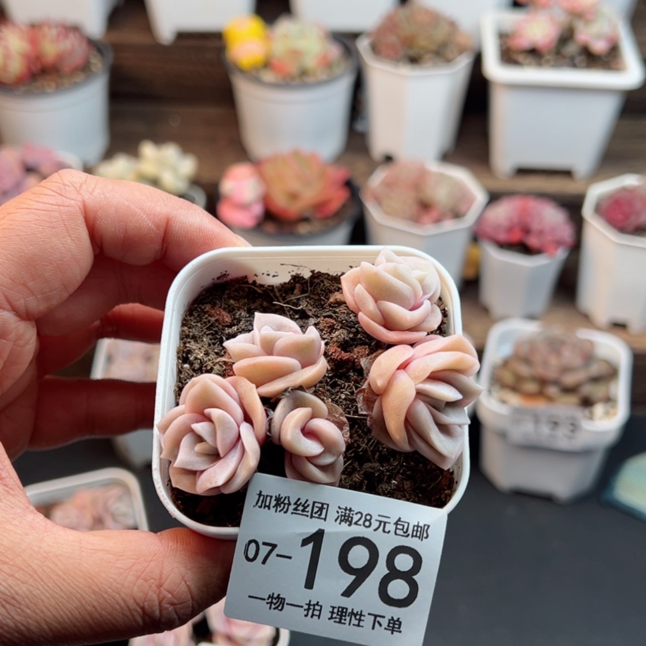 【闪购商品】静**可爱玫瑰