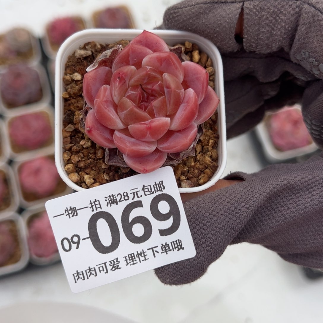 优选珍妮多肉多肉多肉