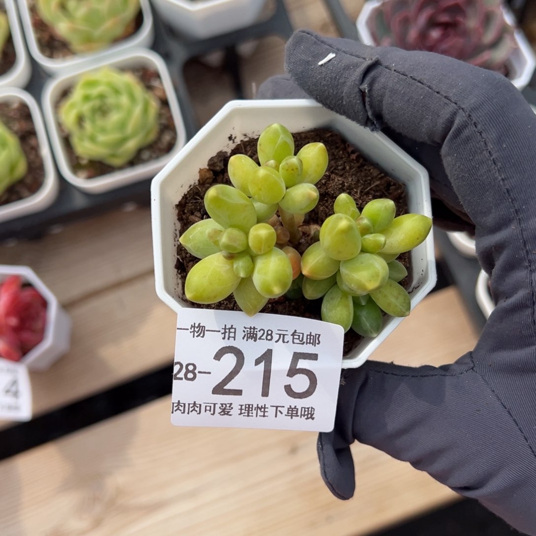 【闪购商品】千代田多肉