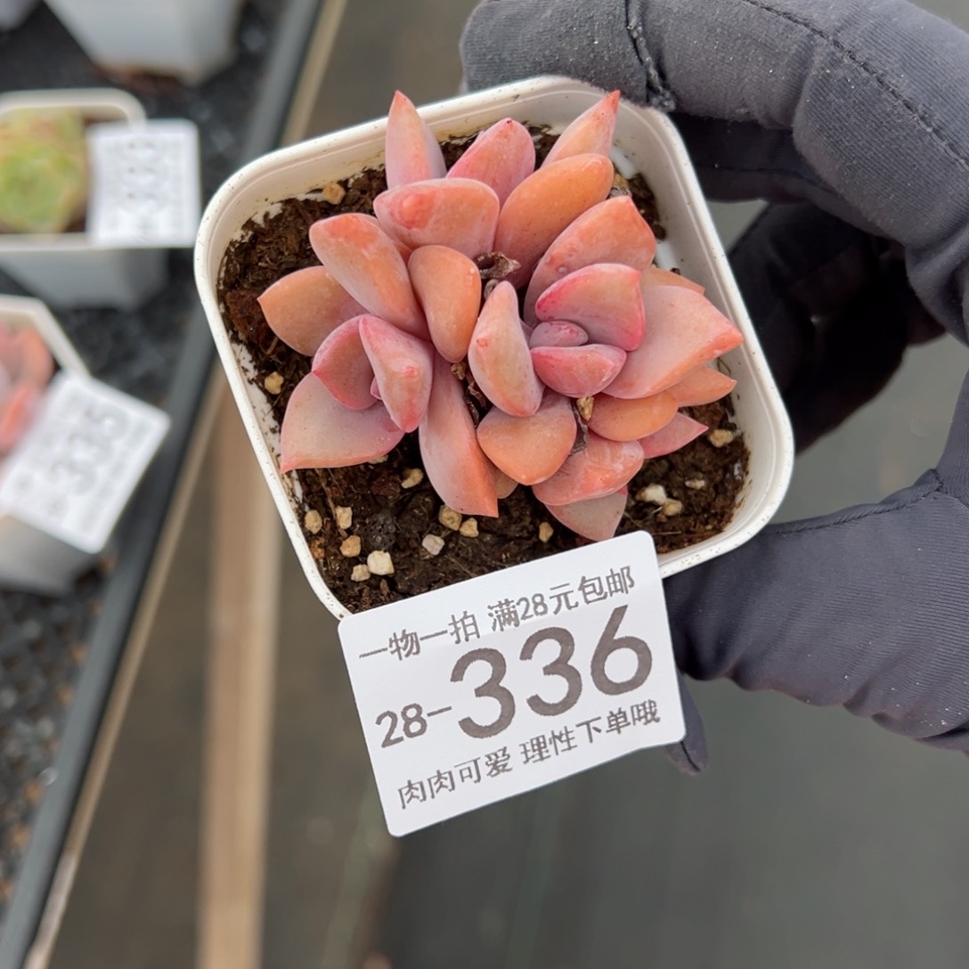 【闪购商品】彩虹糖