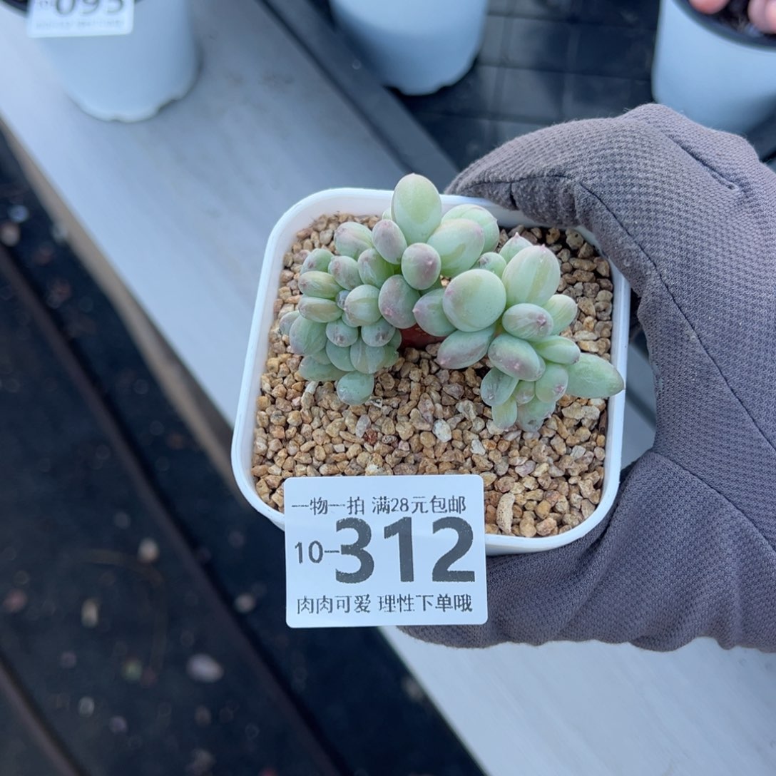 苹果奶缀多肉多肉多肉多肉多肉多肉