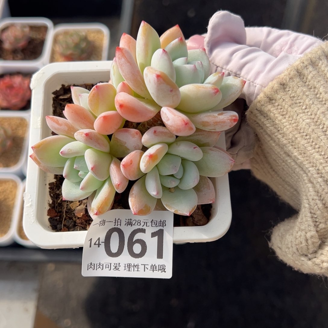 冷香多肉多肉多肉多肉