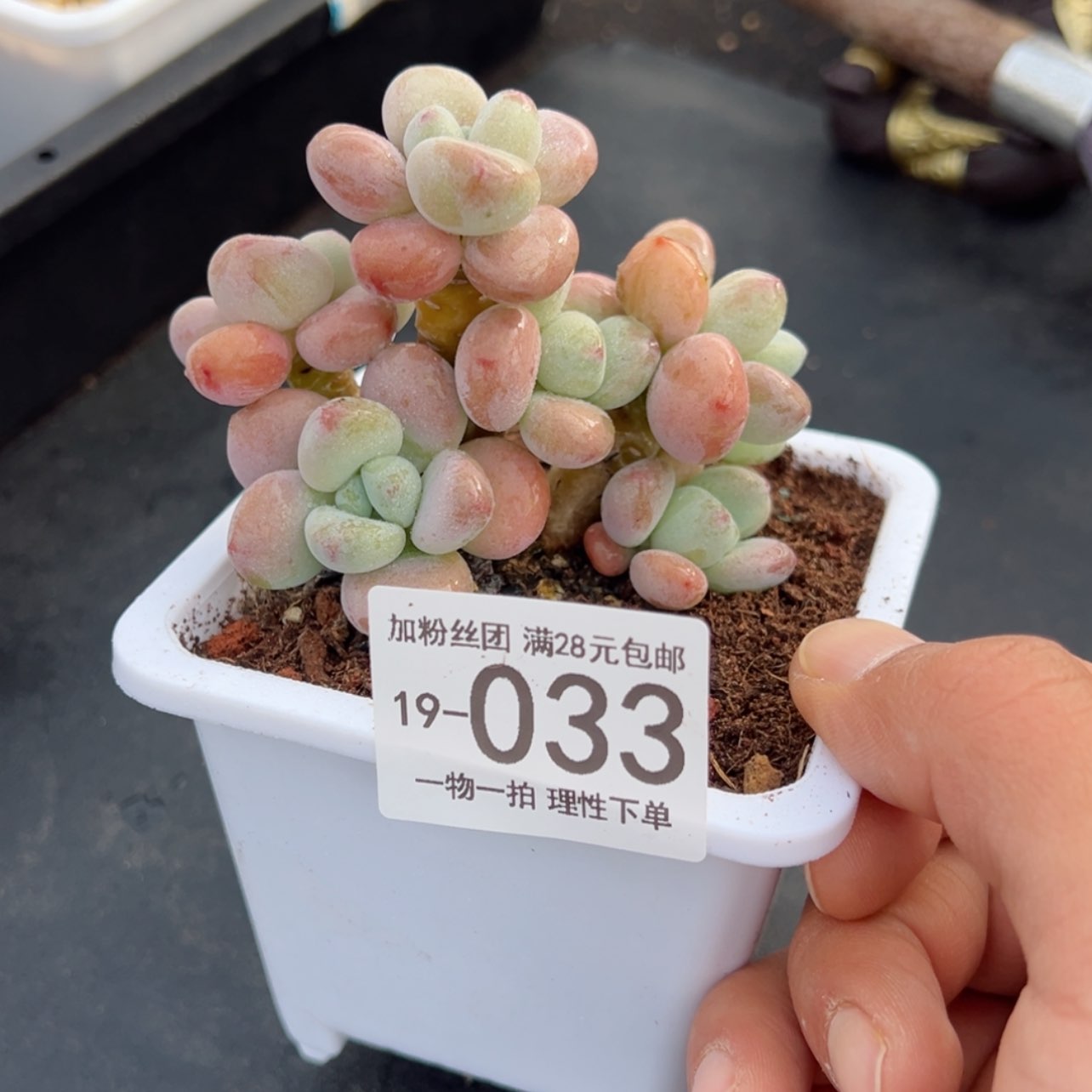 【闪购商品】洛神多肉