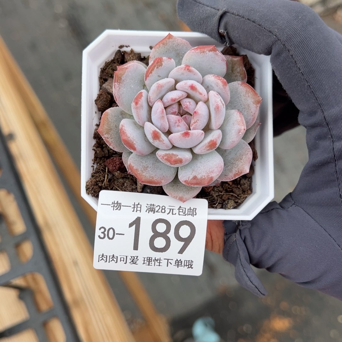 【闪购商品】星星橙多肉
