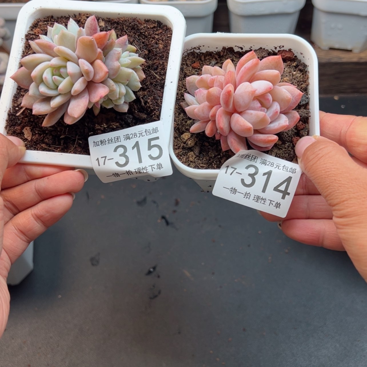 【闪购商品】沐****?橙梦露缀