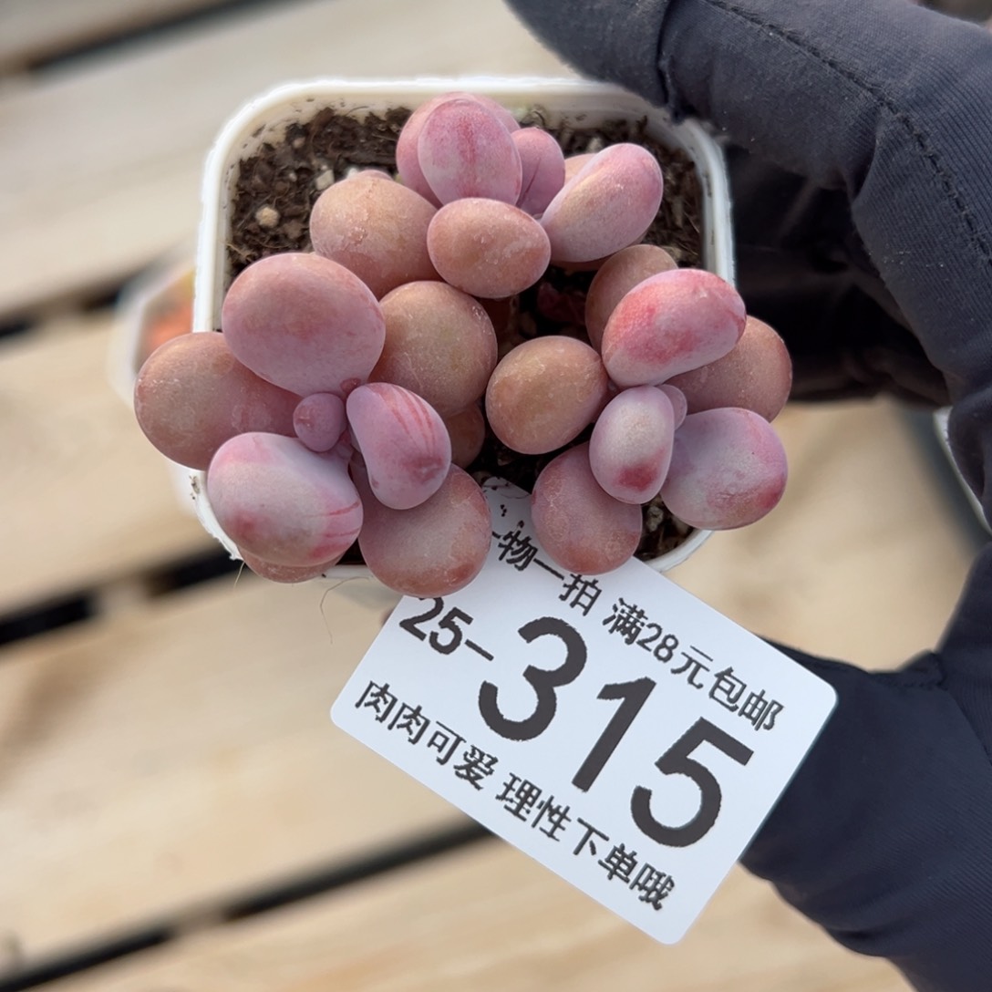 【闪购商品】桃蛋多肉