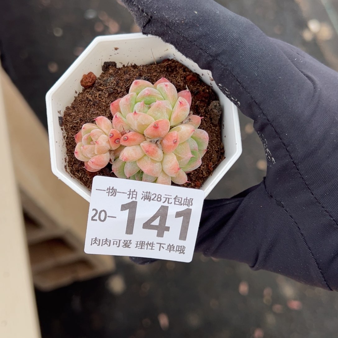 【闪购商品】如梦令多肉