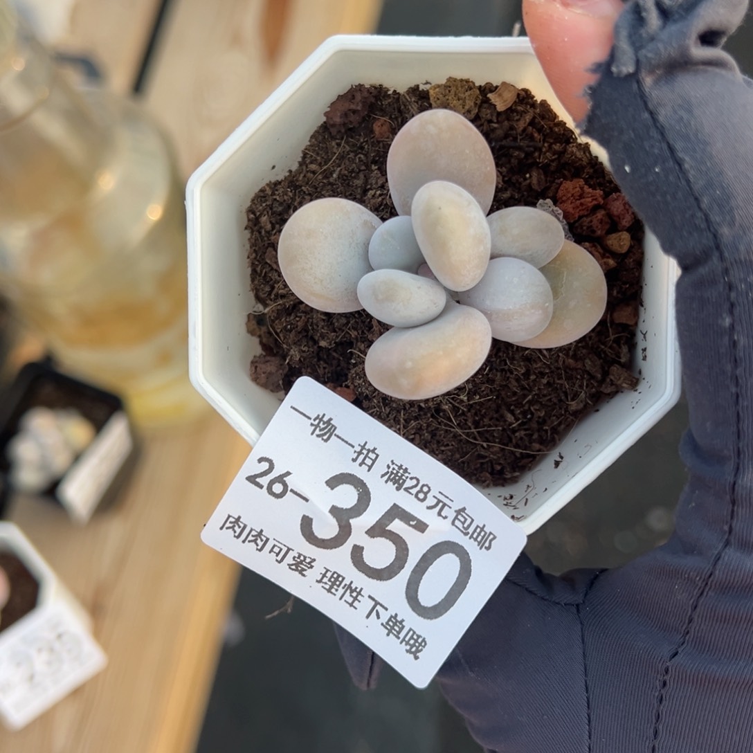 【闪购商品】奶酪多肉