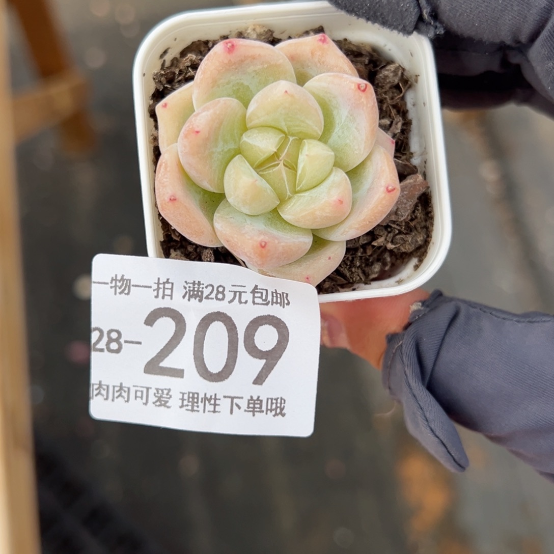 【闪购商品】白泽多肉