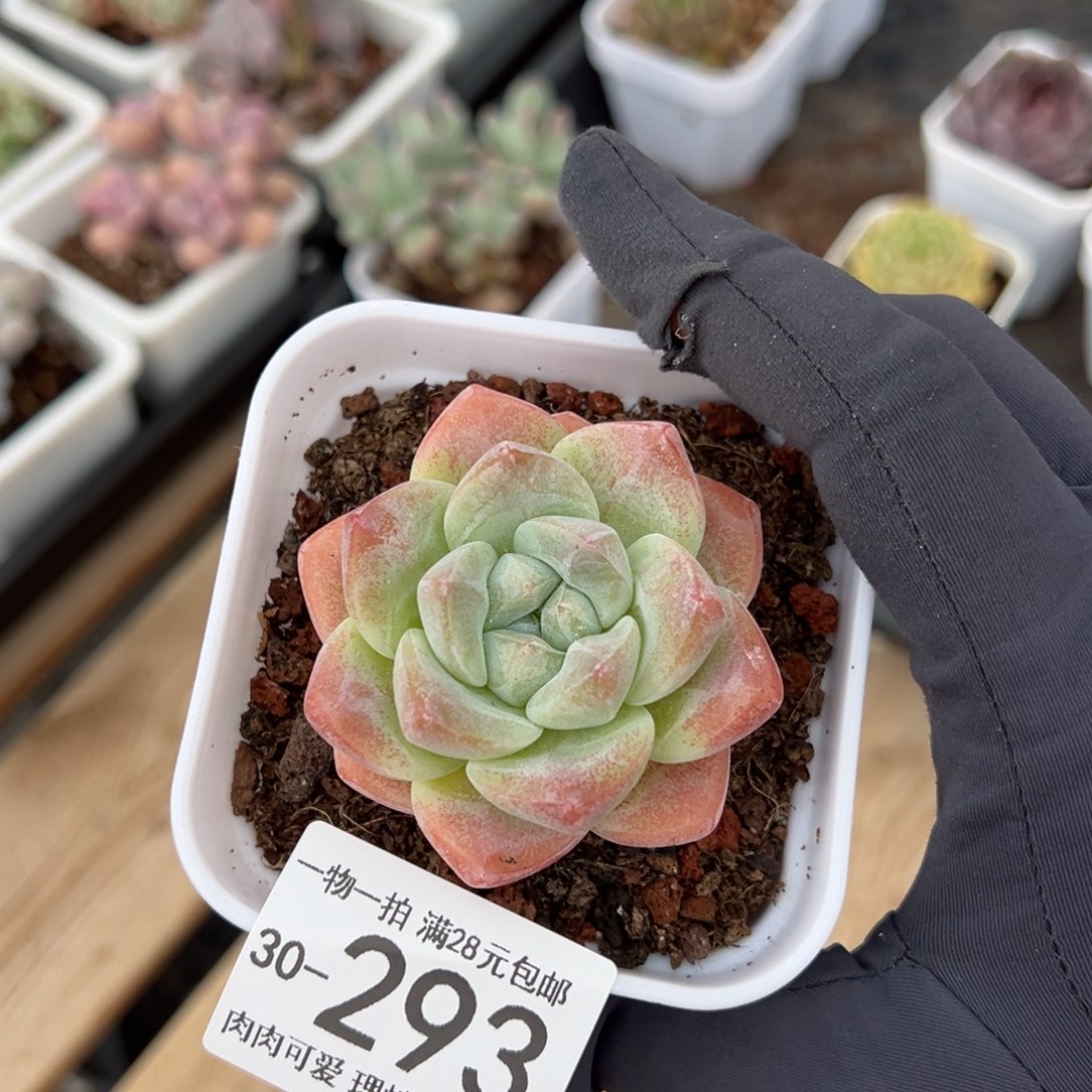 【闪购商品】冰玉多肉