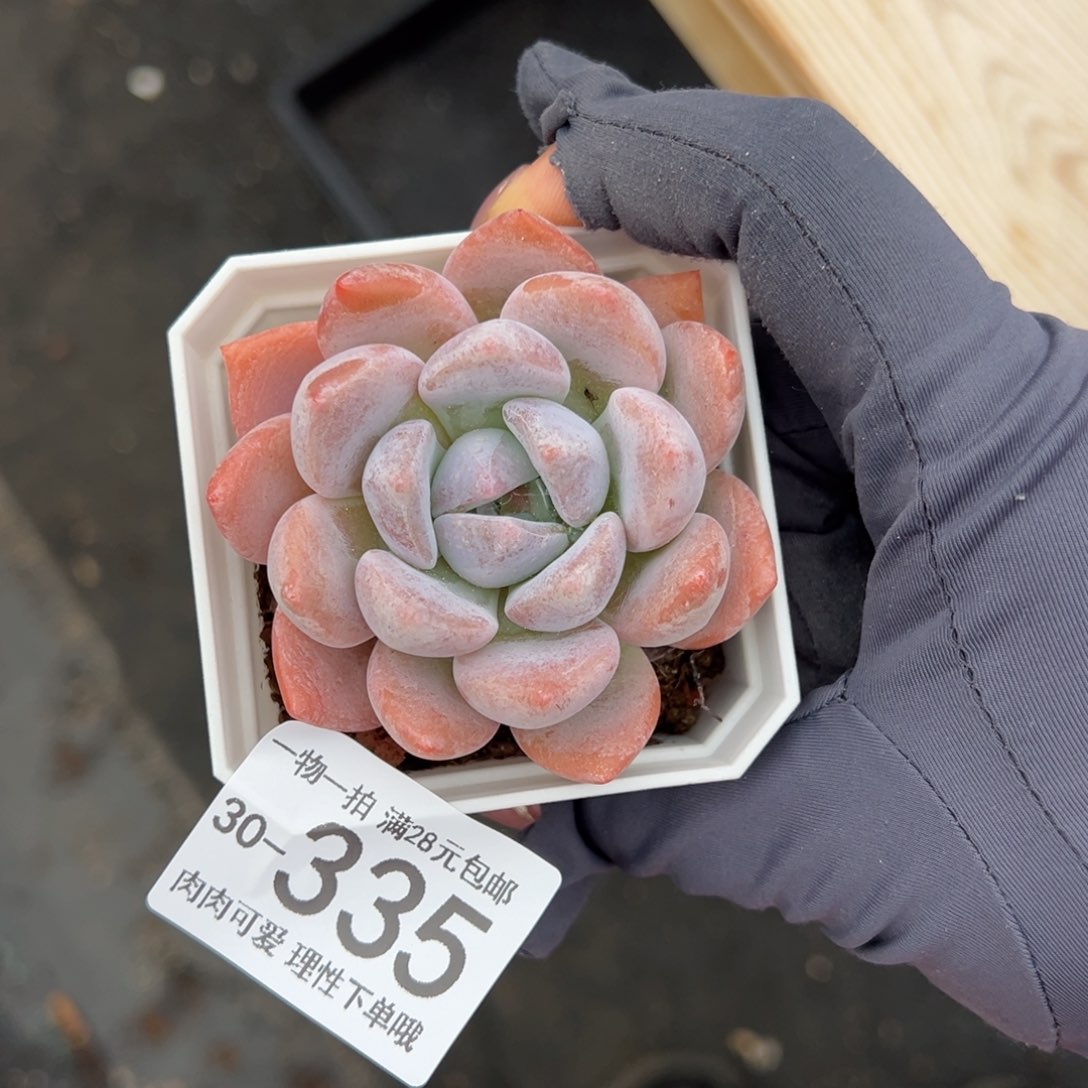 【闪购商品】奥橙多肉