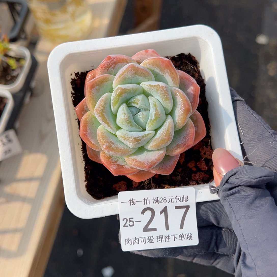 【闪购商品】冰玉多肉